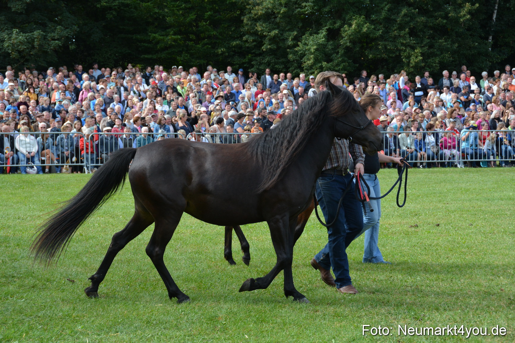 Pferde und Fohlenschau 2016 0245