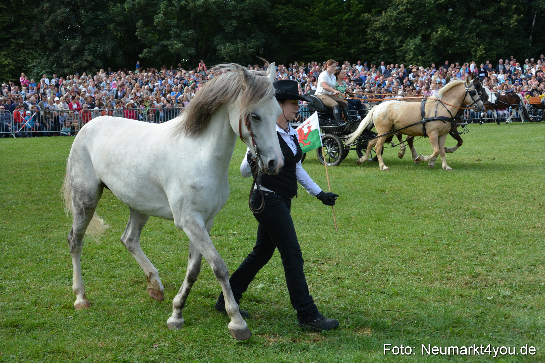 Pferde und Fohlenschau 2016 0246