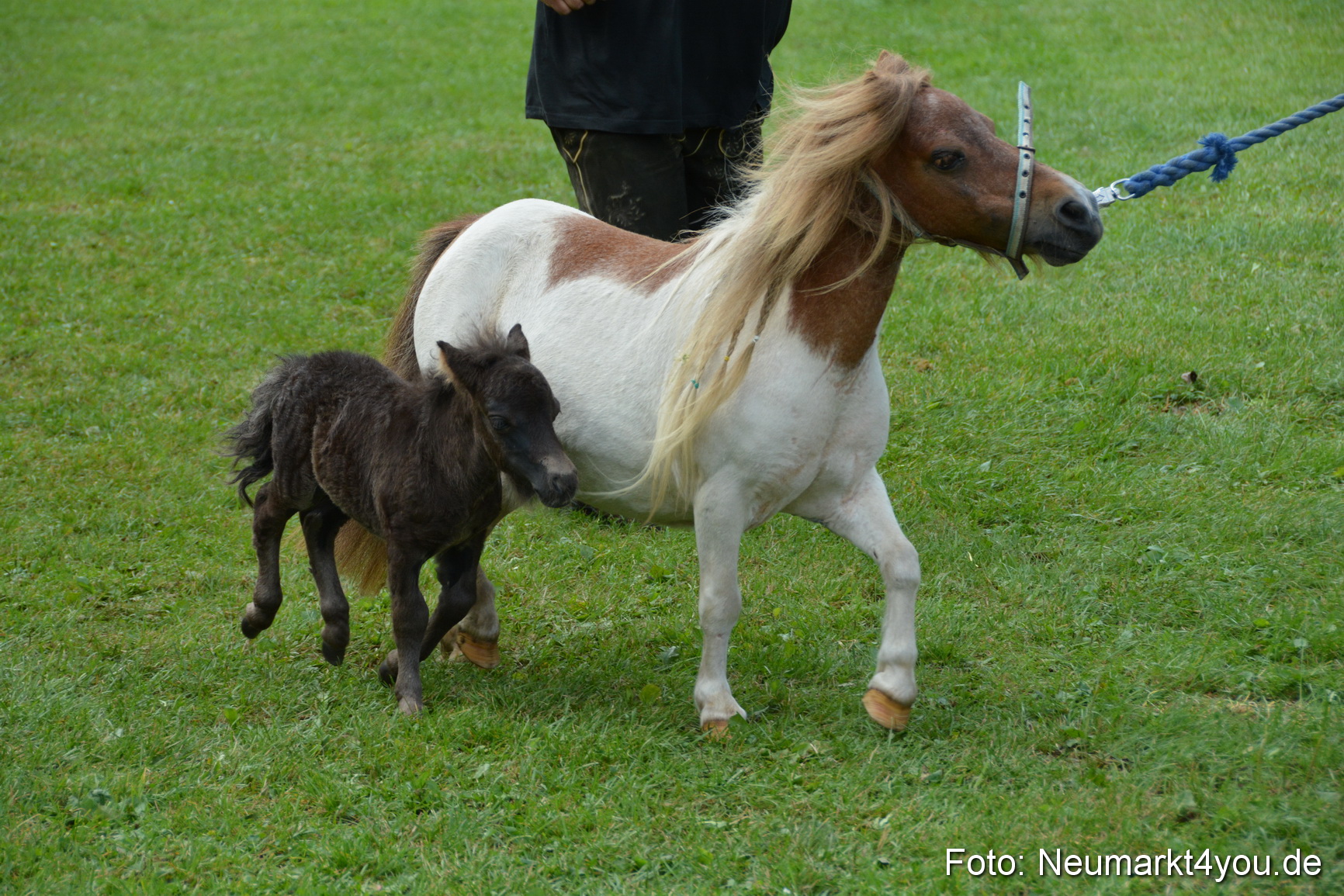 Pferde und Fohlenschau 2016 0249