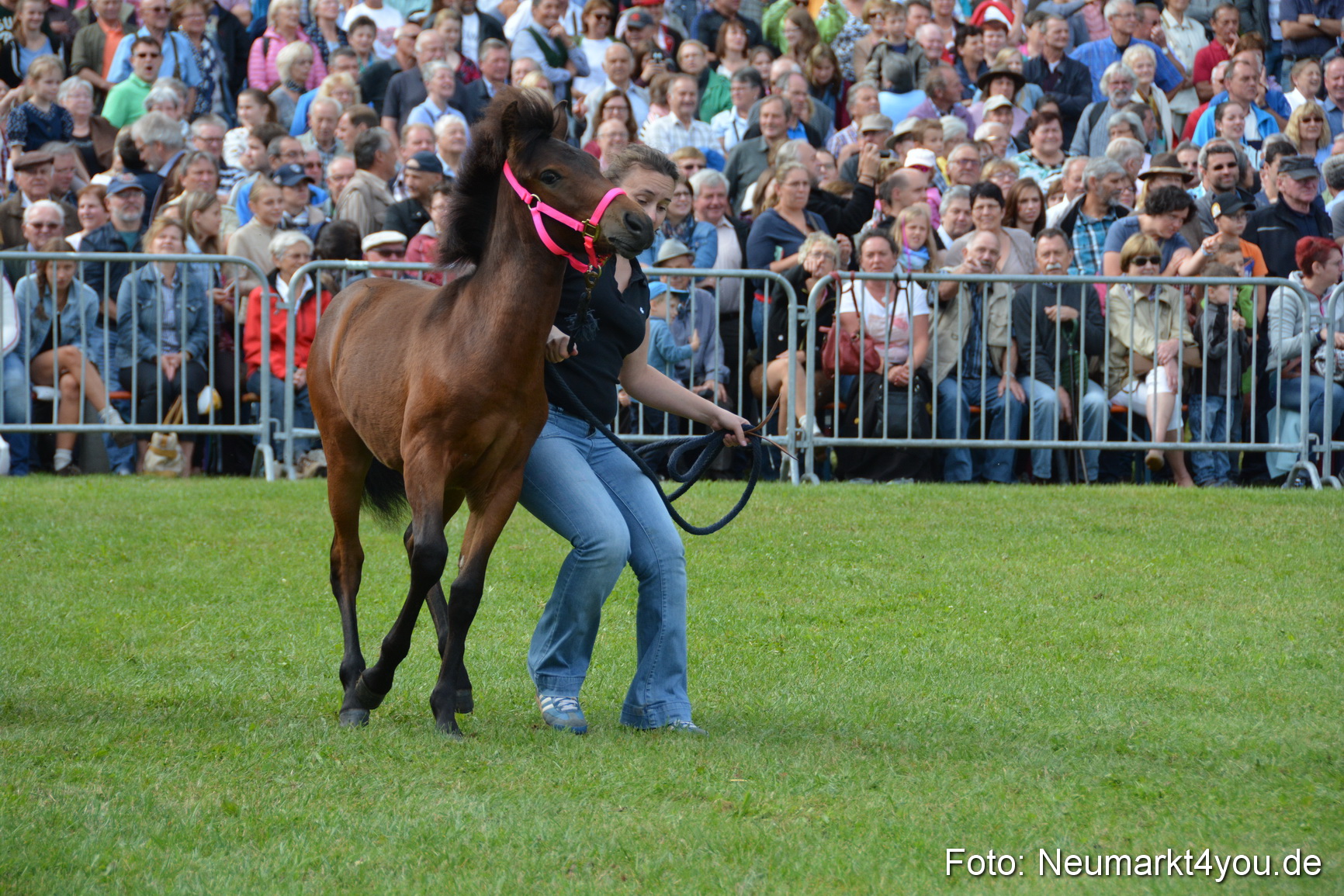 Pferde und Fohlenschau 2016 0250