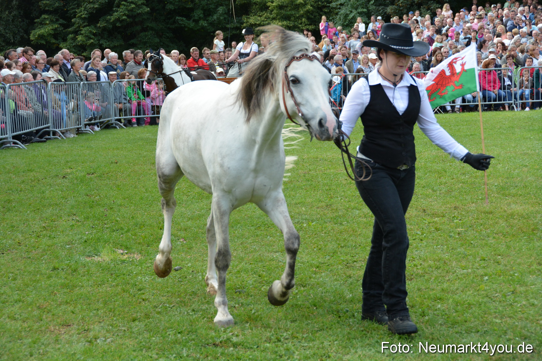 Pferde und Fohlenschau 2016 0252