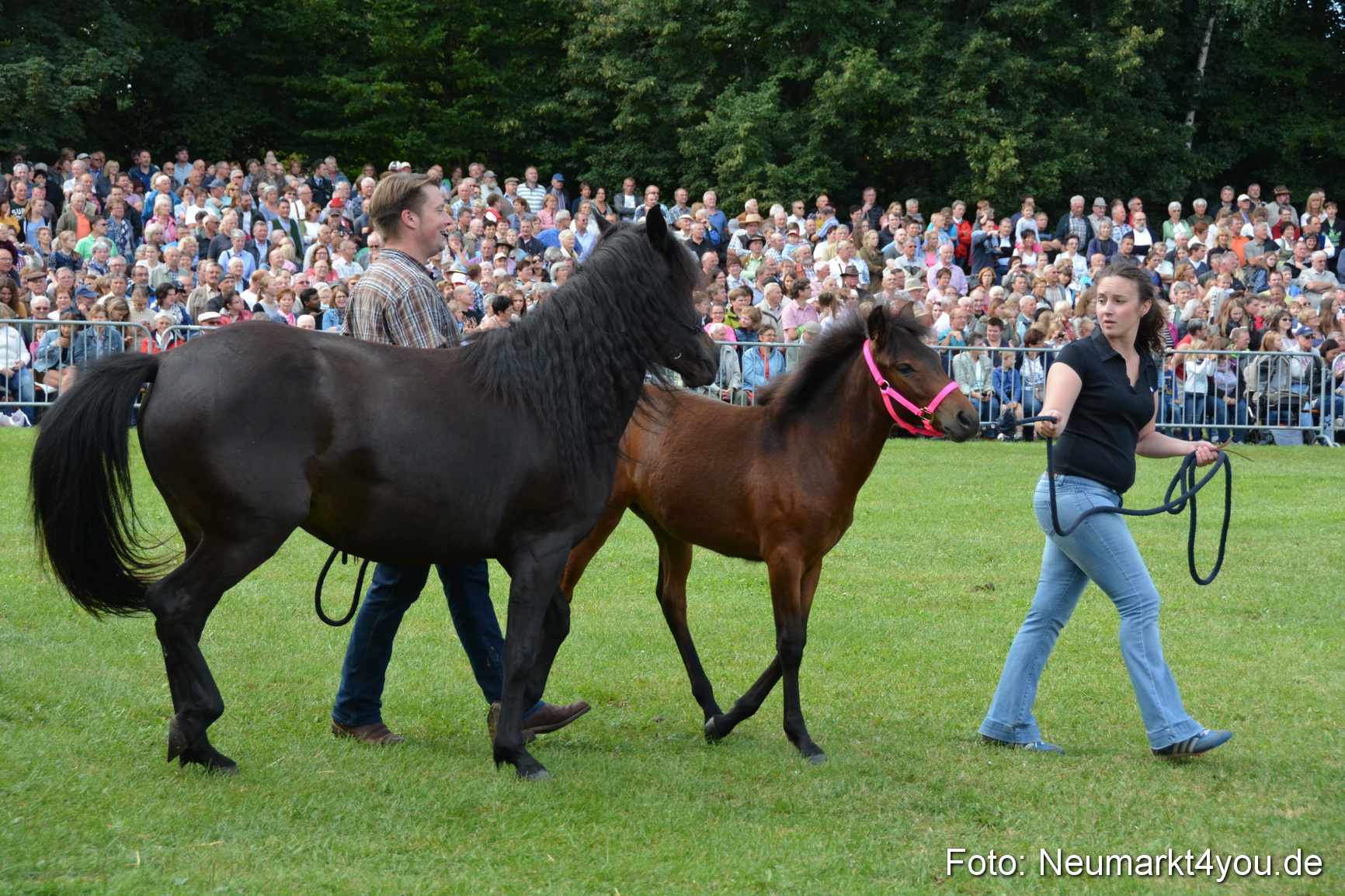 Pferde und Fohlenschau 2016 0255