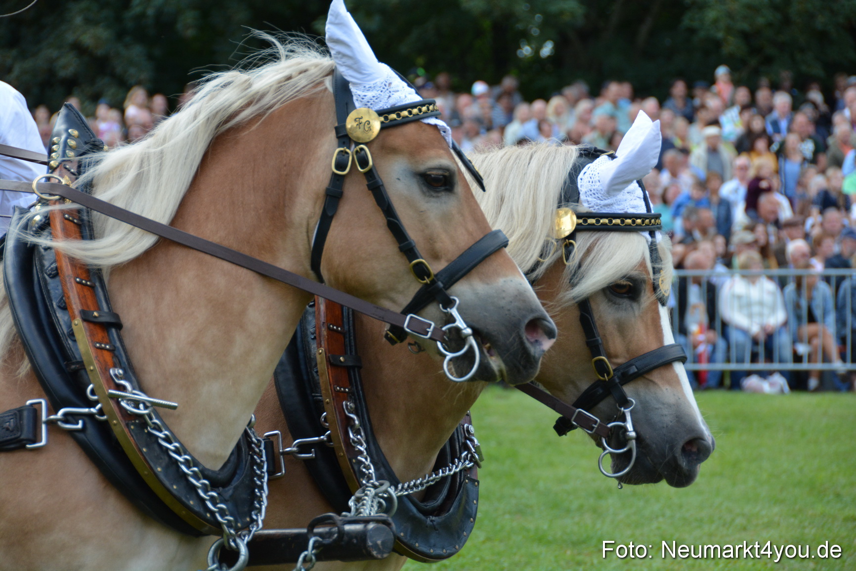 Pferde und Fohlenschau 2016 0290