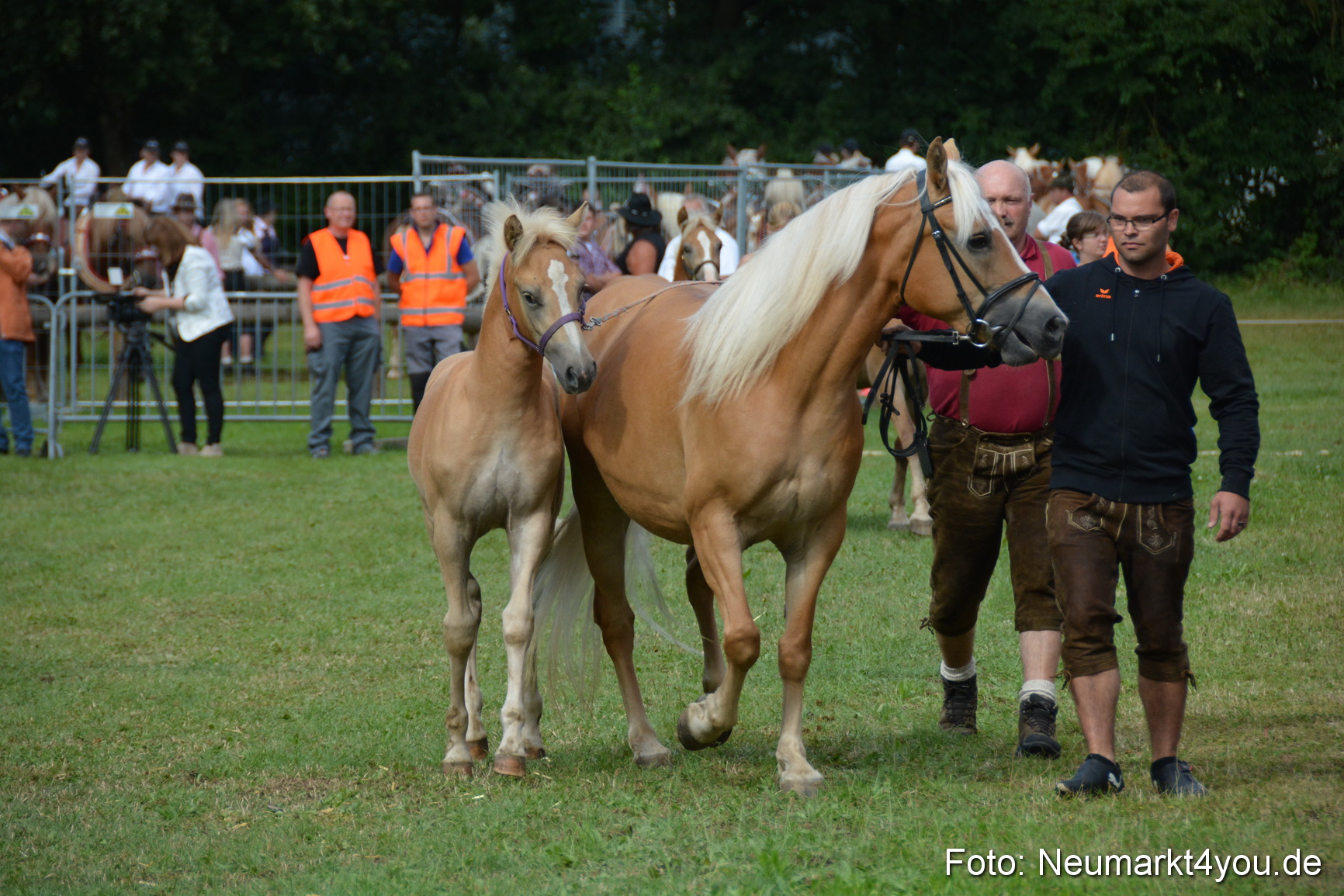 Pferde und Fohlenschau 2016 0295