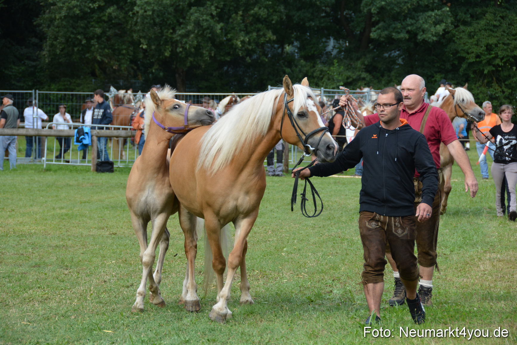 Pferde und Fohlenschau 2016 0296