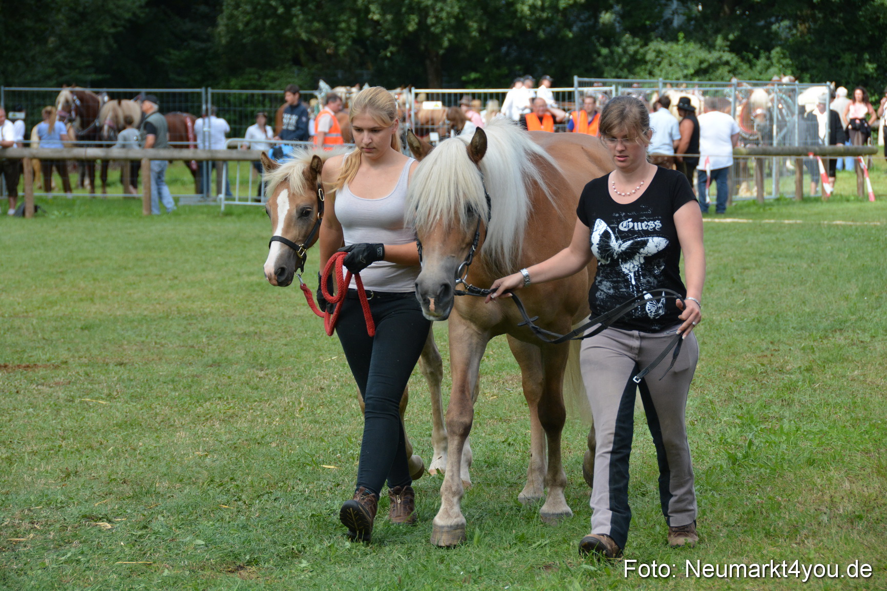 Pferde und Fohlenschau 2016 0298