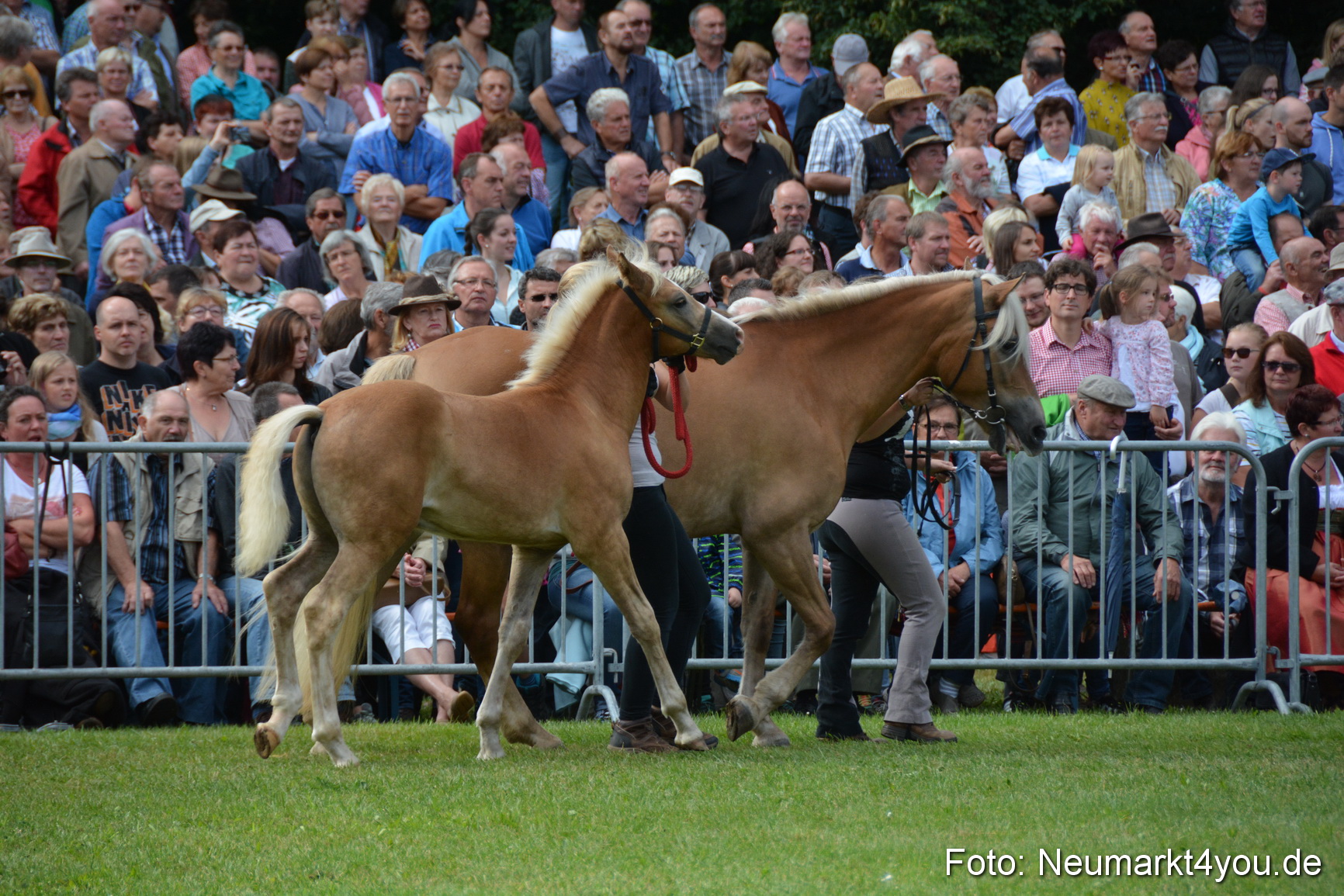 Pferde und Fohlenschau 2016 0299