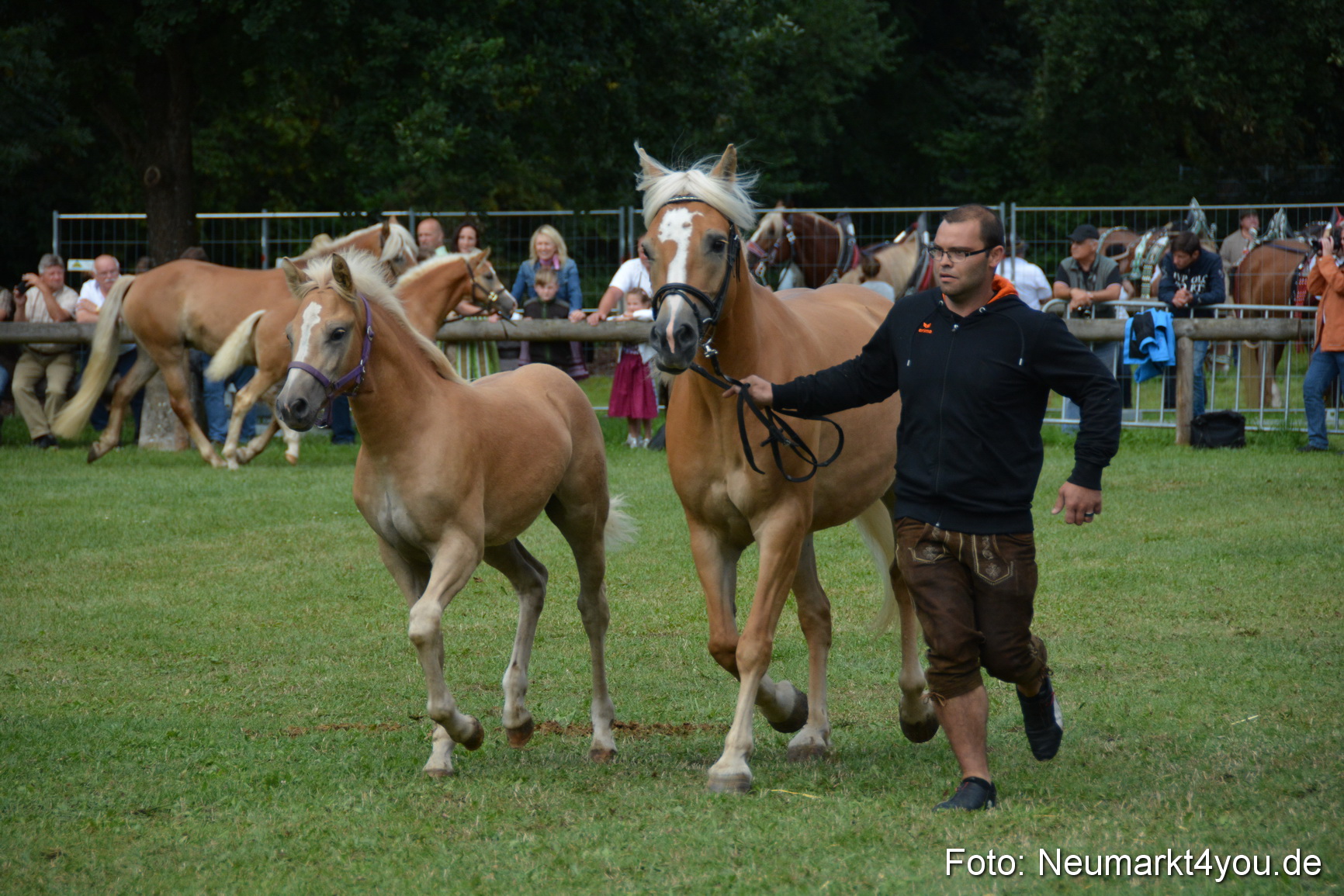 Pferde und Fohlenschau 2016 0300