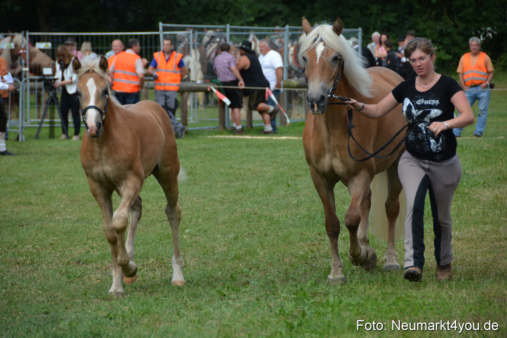 Pferde und Fohlenschau 2016 0301