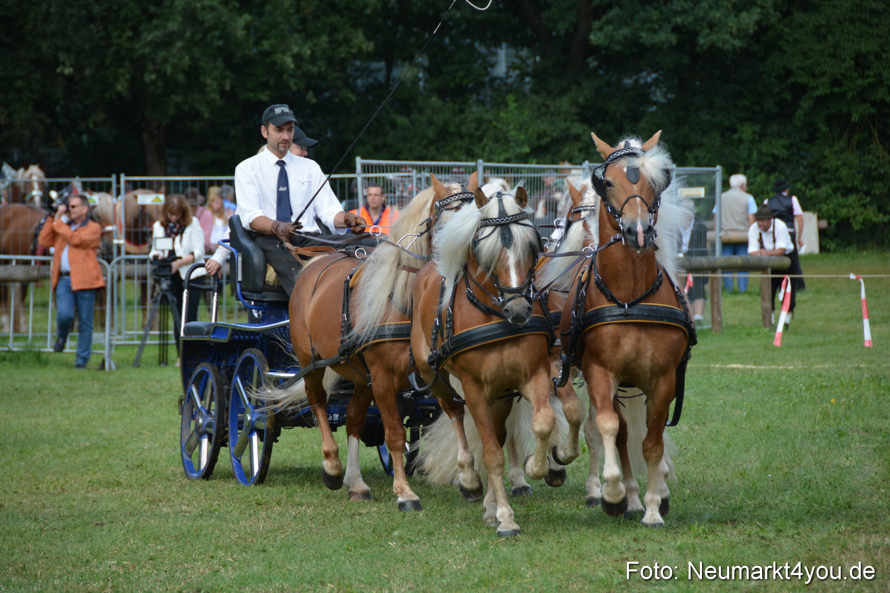 Pferde und Fohlenschau 2016 0303