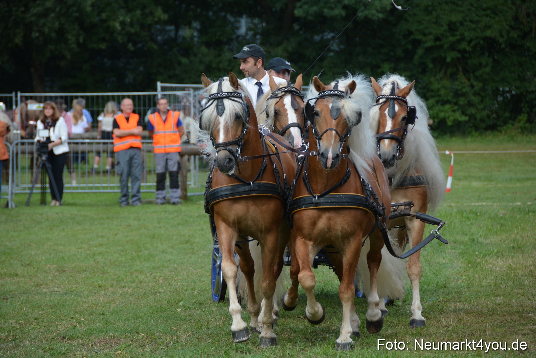 Pferde und Fohlenschau 2016 0304