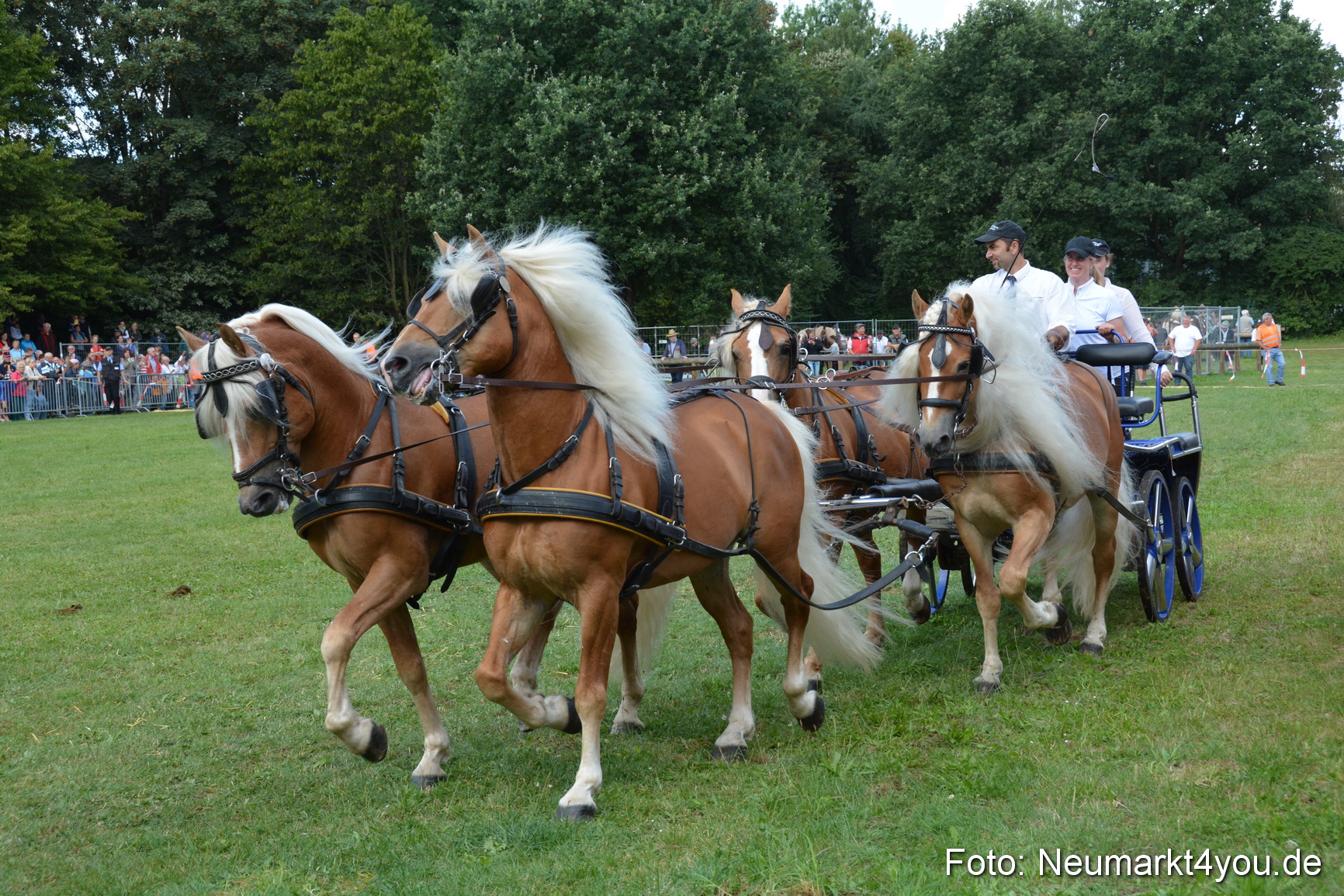 Pferde und Fohlenschau 2016 0305
