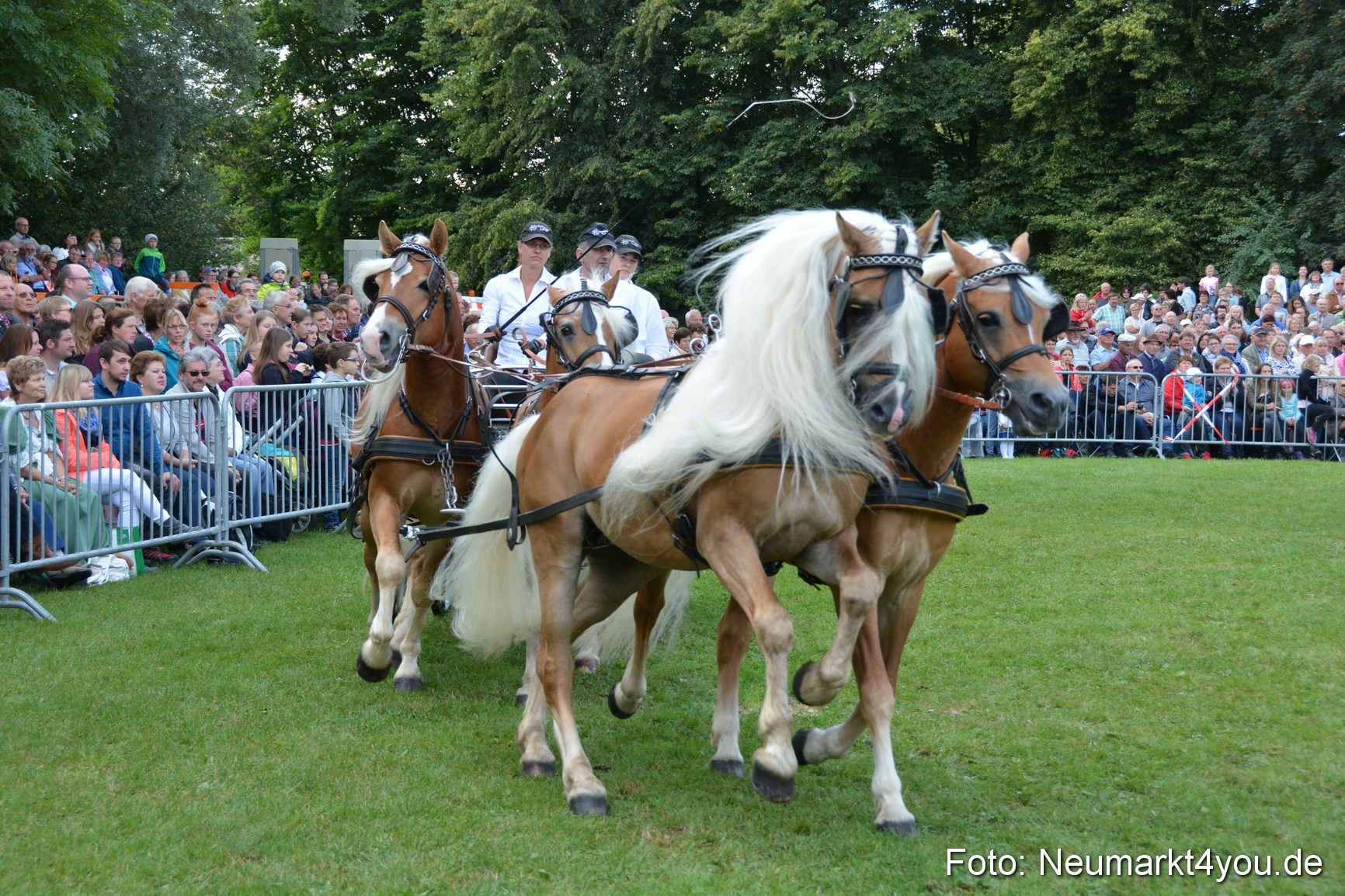 Pferde und Fohlenschau 2016 0307