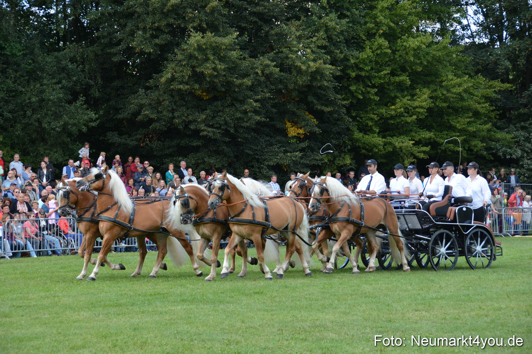 Pferde und Fohlenschau 2016 0308