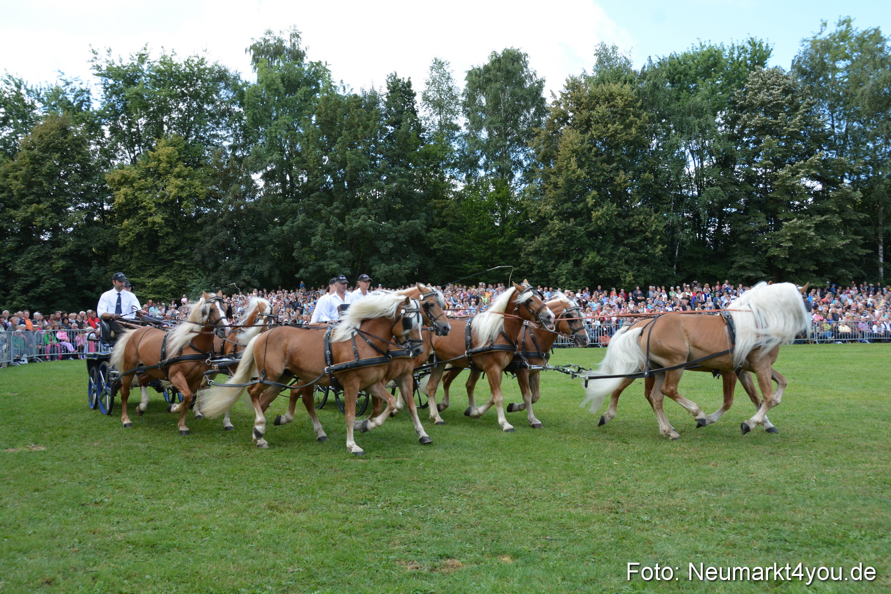 Pferde und Fohlenschau 2016 0309