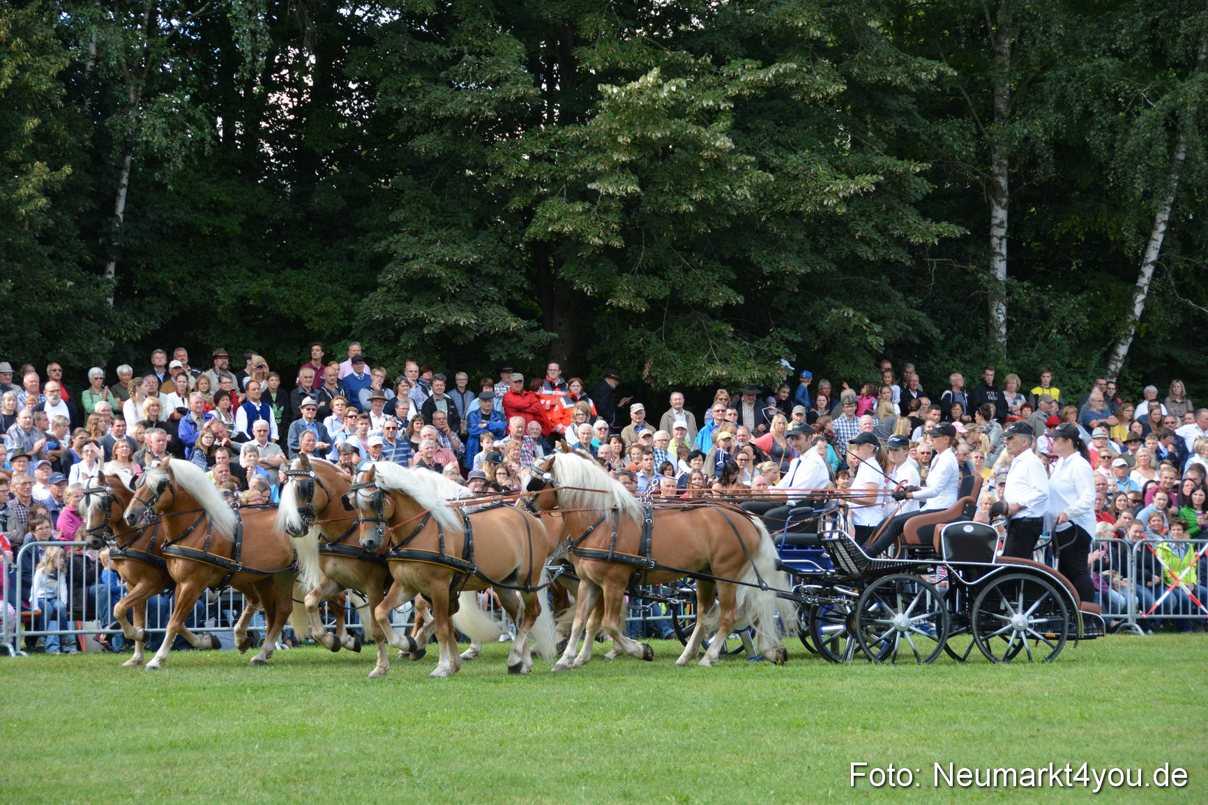 Pferde und Fohlenschau 2016 0310