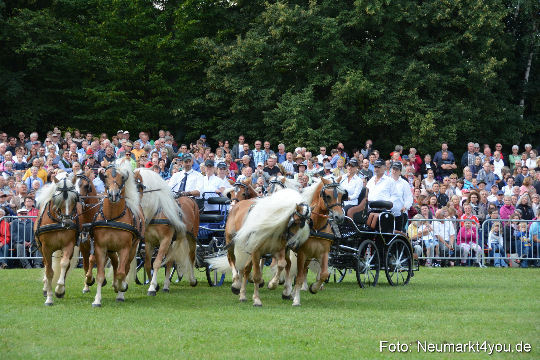 Pferde und Fohlenschau 2016 0311