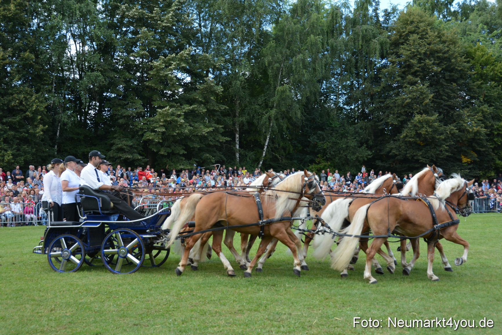 Pferde und Fohlenschau 2016 0312