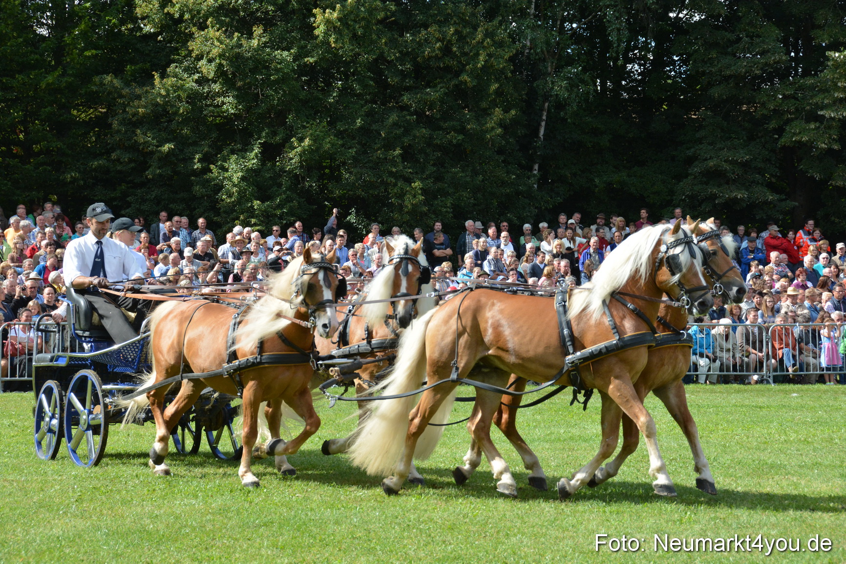 Pferde und Fohlenschau 2016 0313