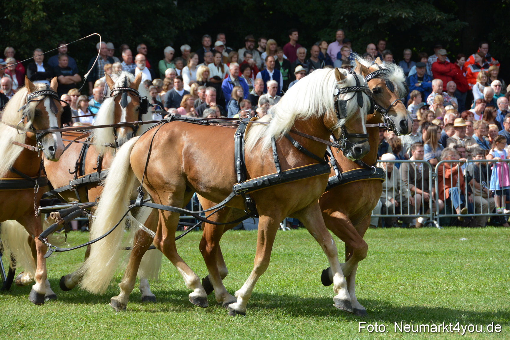 Pferde und Fohlenschau 2016 0314