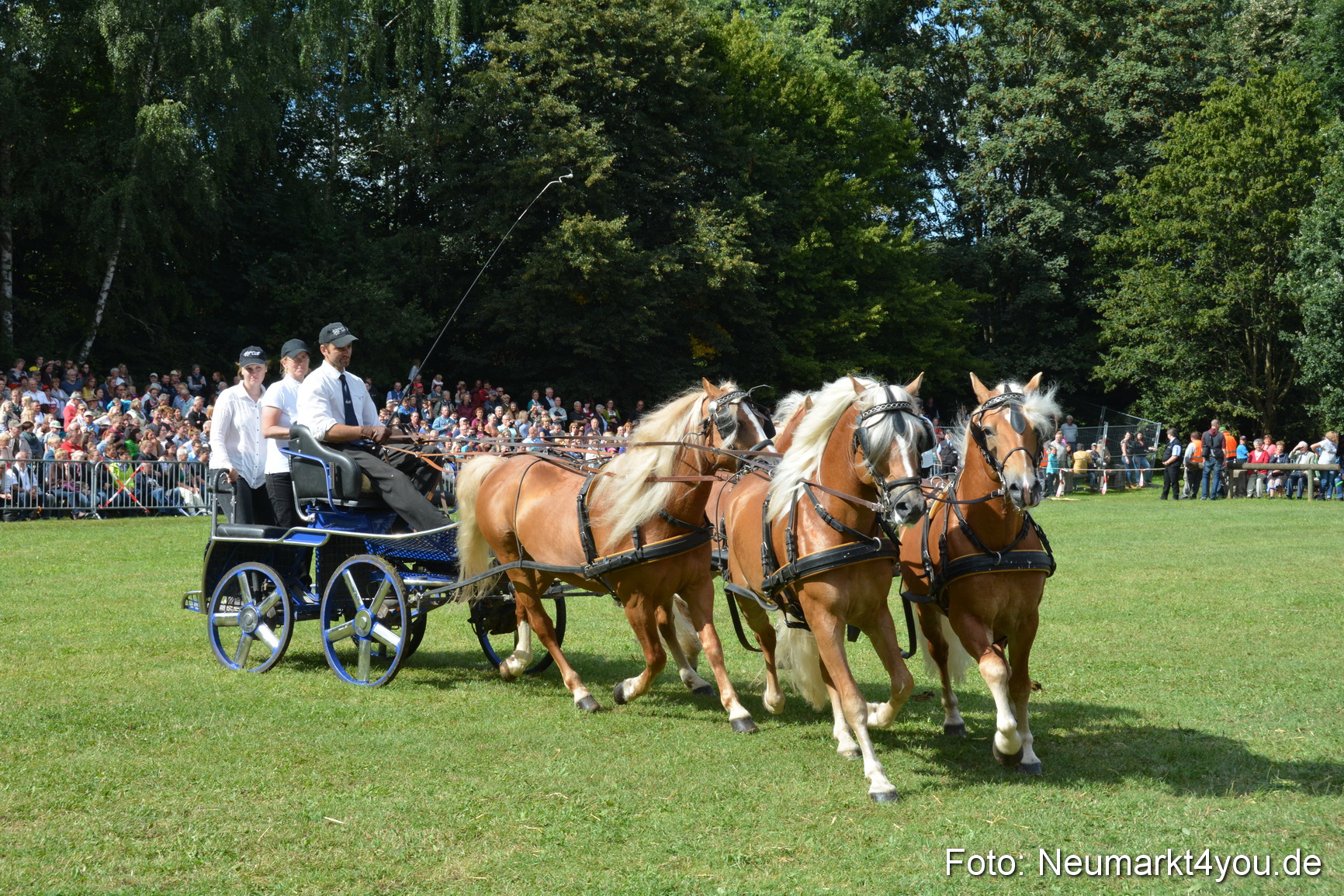 Pferde und Fohlenschau 2016 0315