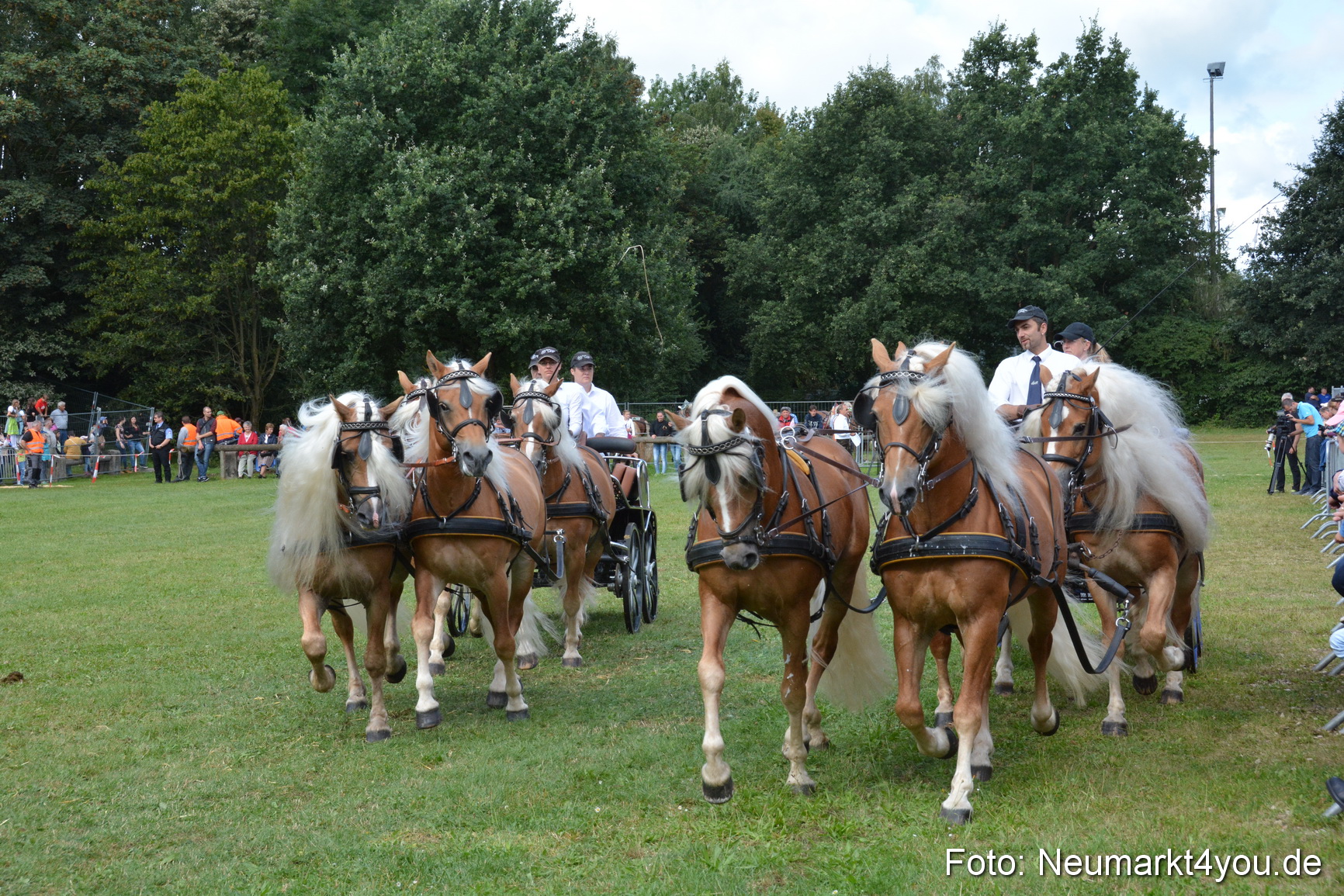 Pferde und Fohlenschau 2016 0316