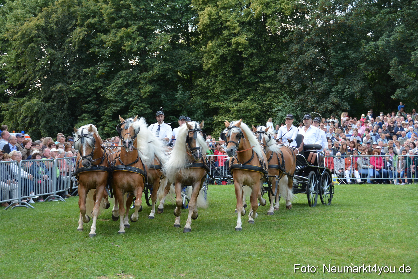 Pferde und Fohlenschau 2016 0317