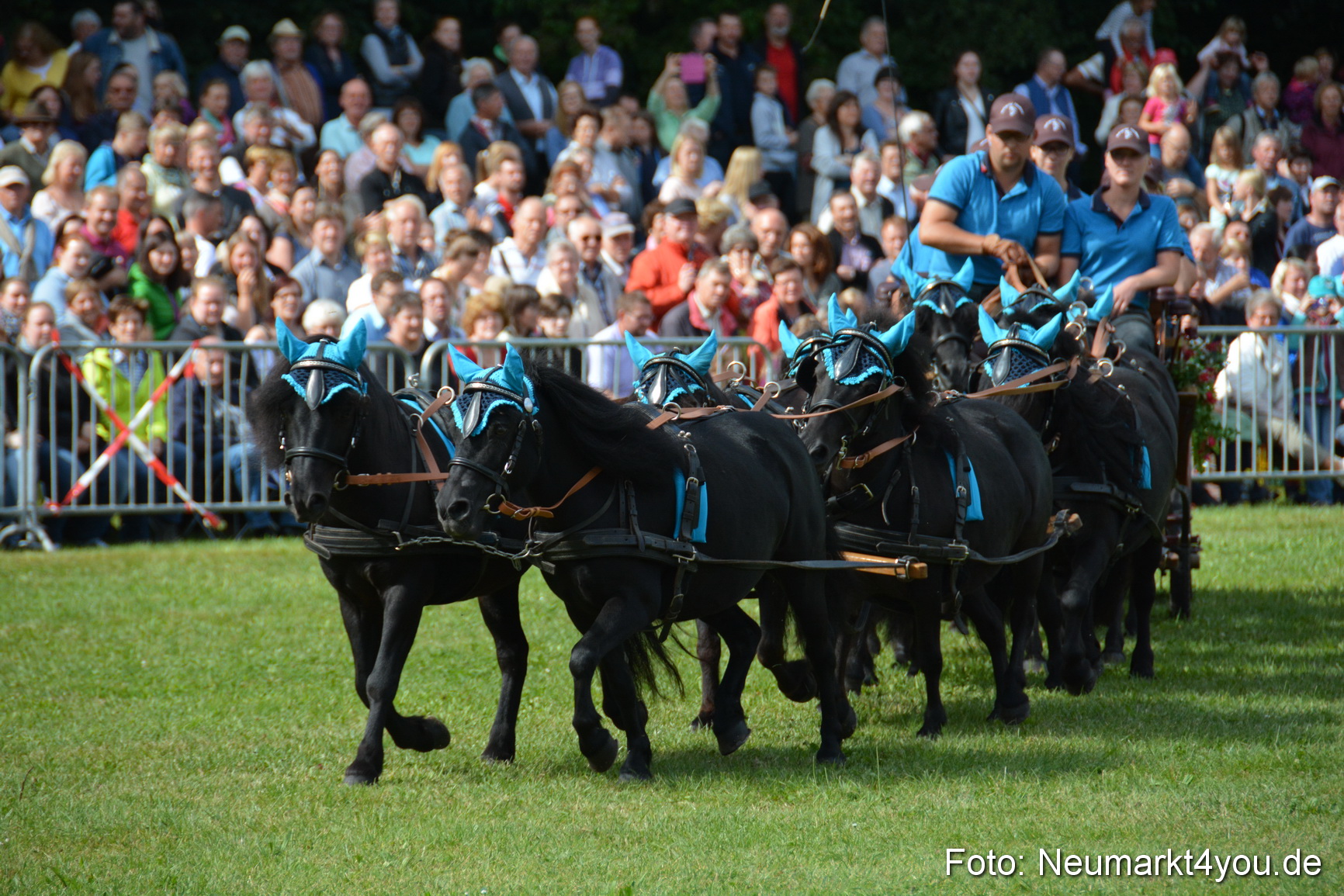 Pferde und Fohlenschau 2016 0323