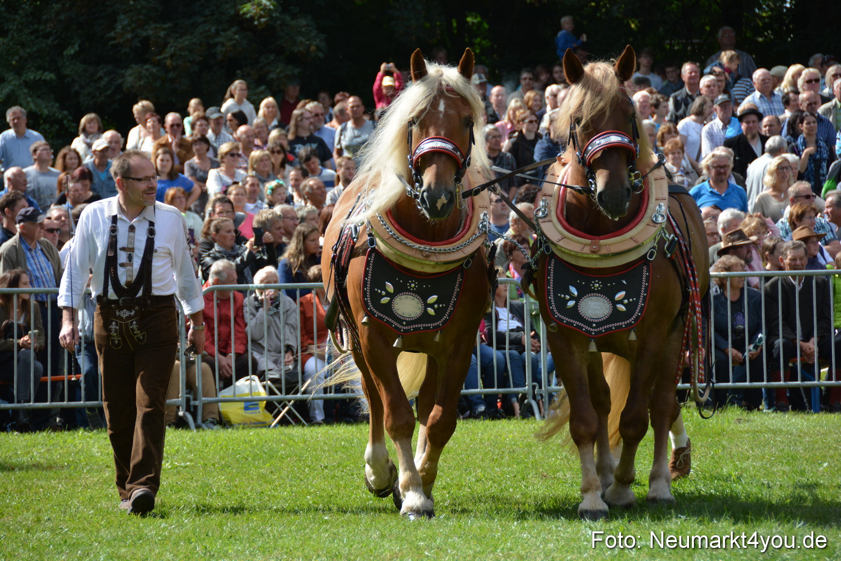 Pferde und Fohlenschau 2016 0328
