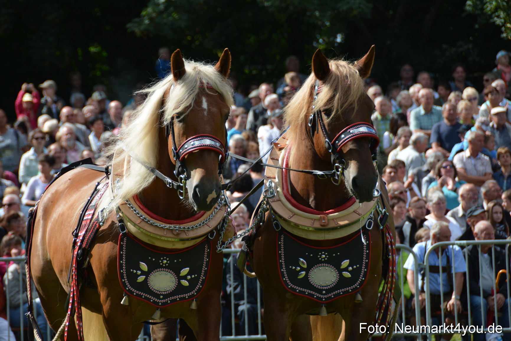 Pferde und Fohlenschau 2016 0329