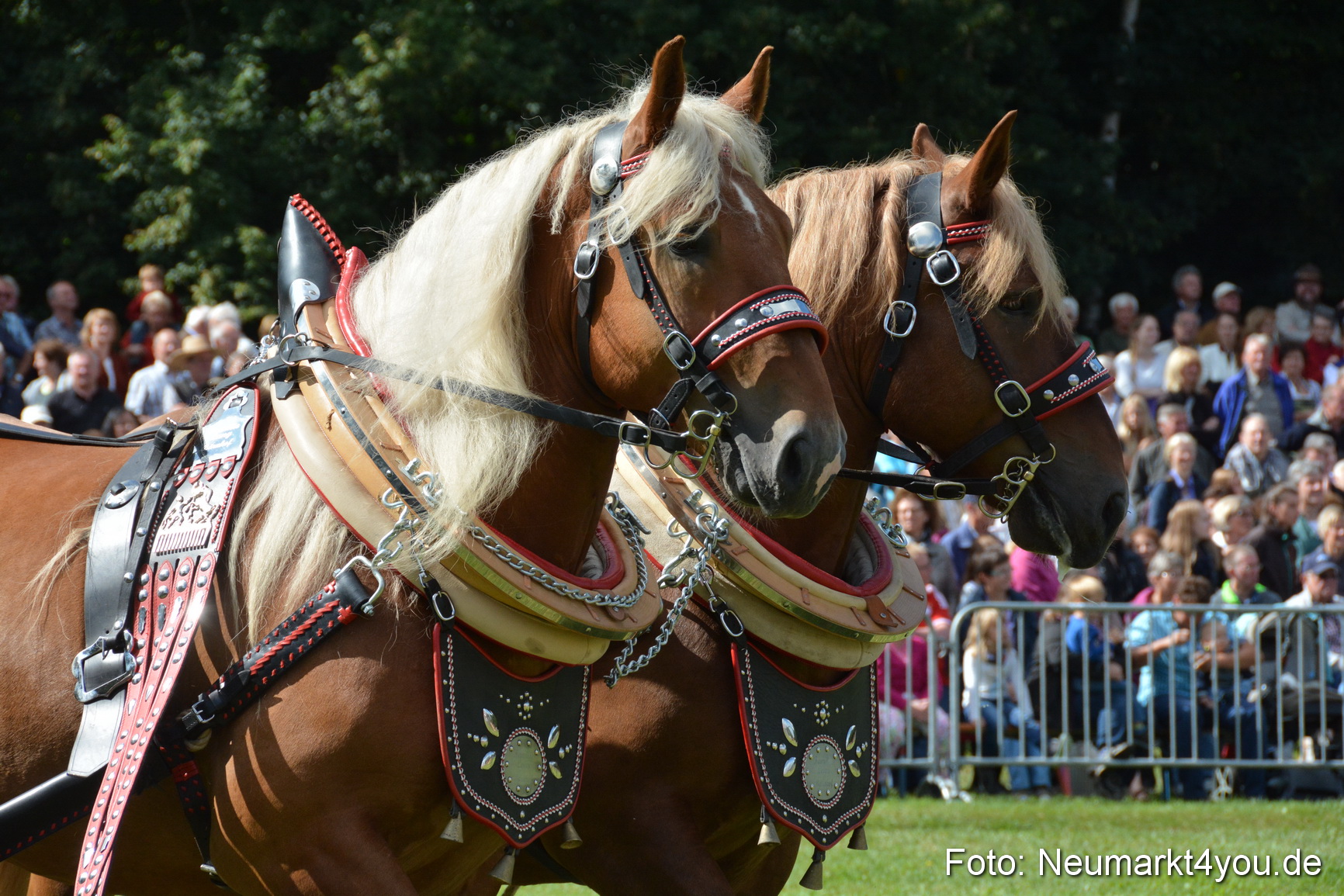 Pferde und Fohlenschau 2016 0330