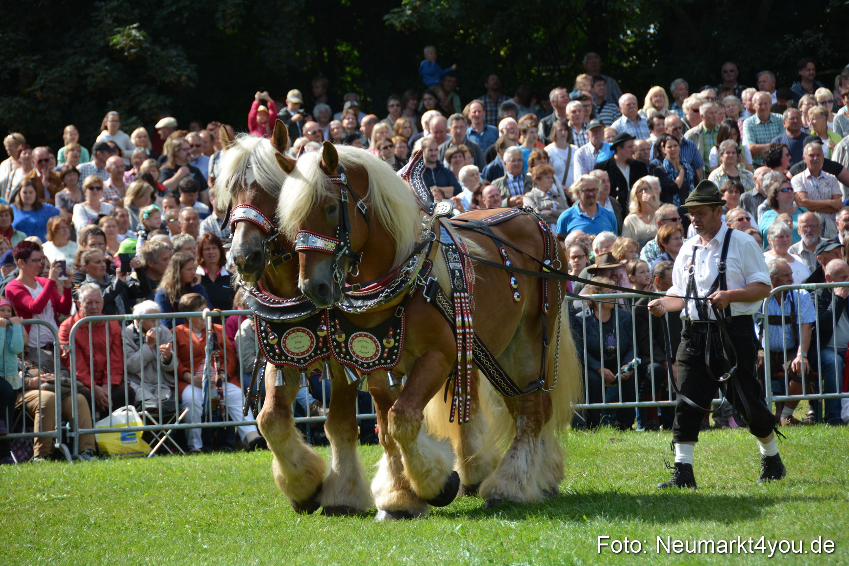 Pferde und Fohlenschau 2016 0331