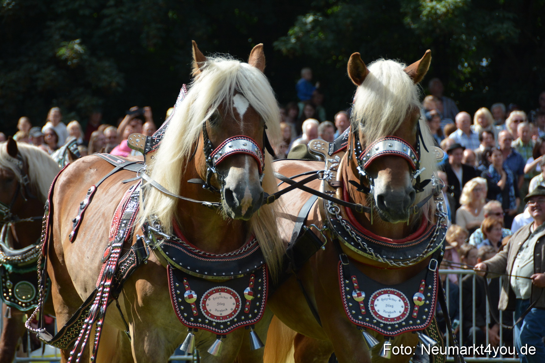 Pferde und Fohlenschau 2016 0332