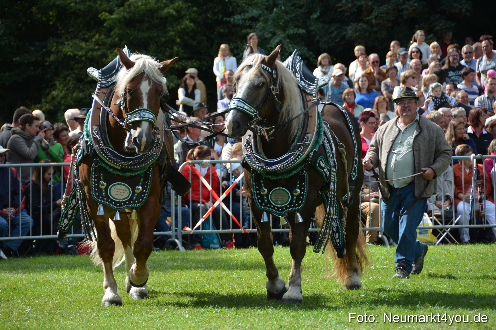Pferde und Fohlenschau 2016 0333