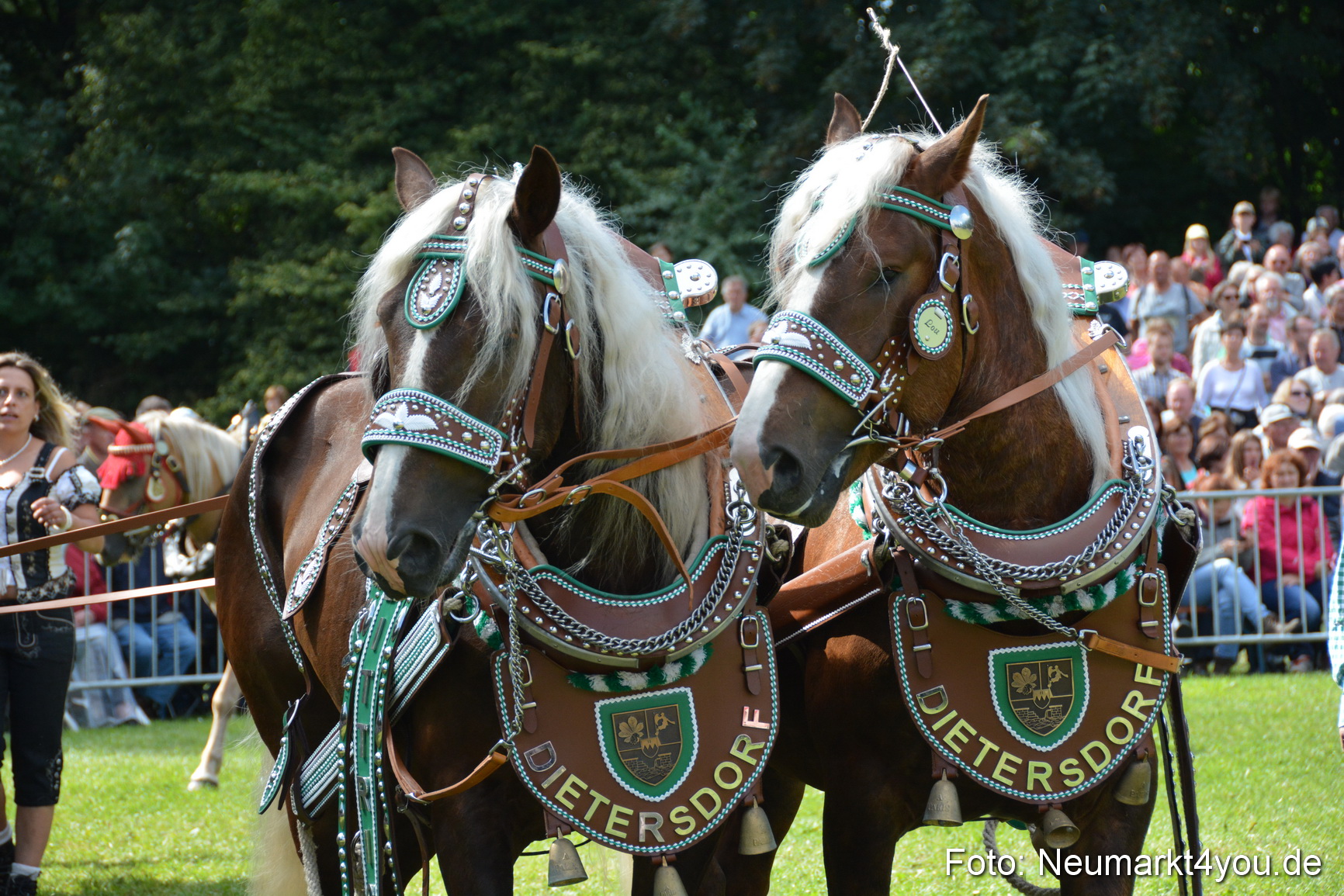 Pferde und Fohlenschau 2016 0335