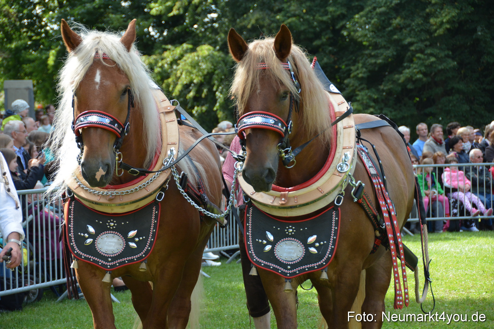 Pferde und Fohlenschau 2016 0340