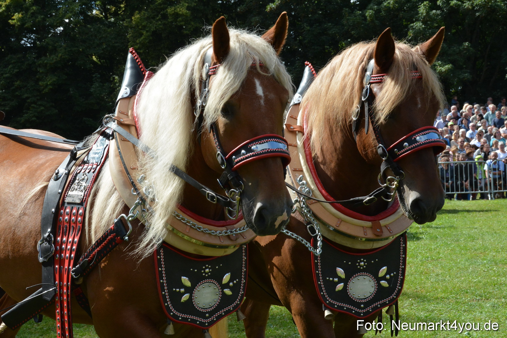Pferde und Fohlenschau 2016 0341