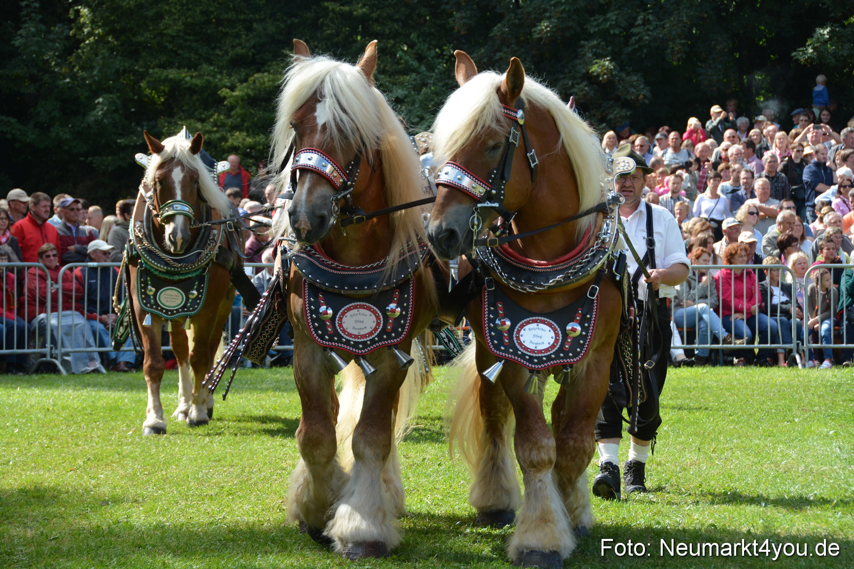 Pferde und Fohlenschau 2016 0342