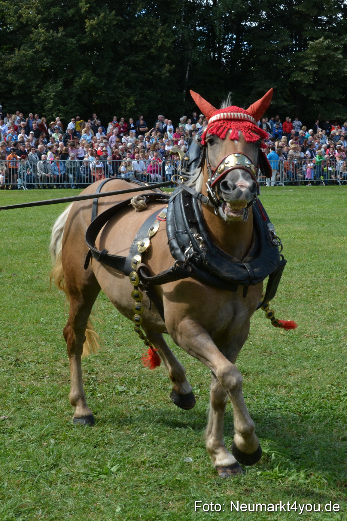 Pferde und Fohlenschau 2016 0344