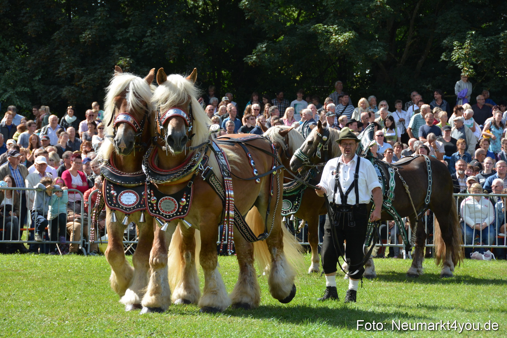 Pferde und Fohlenschau 2016 0345