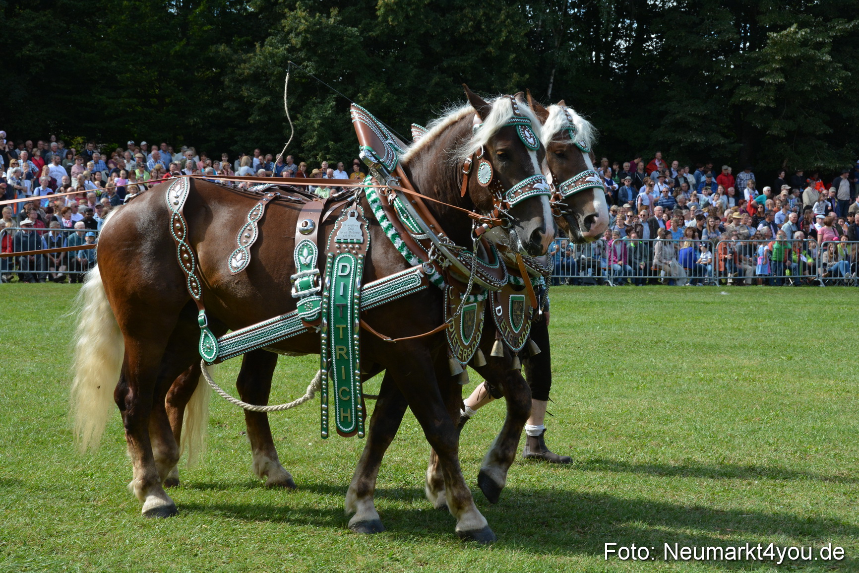 Pferde und Fohlenschau 2016 0346