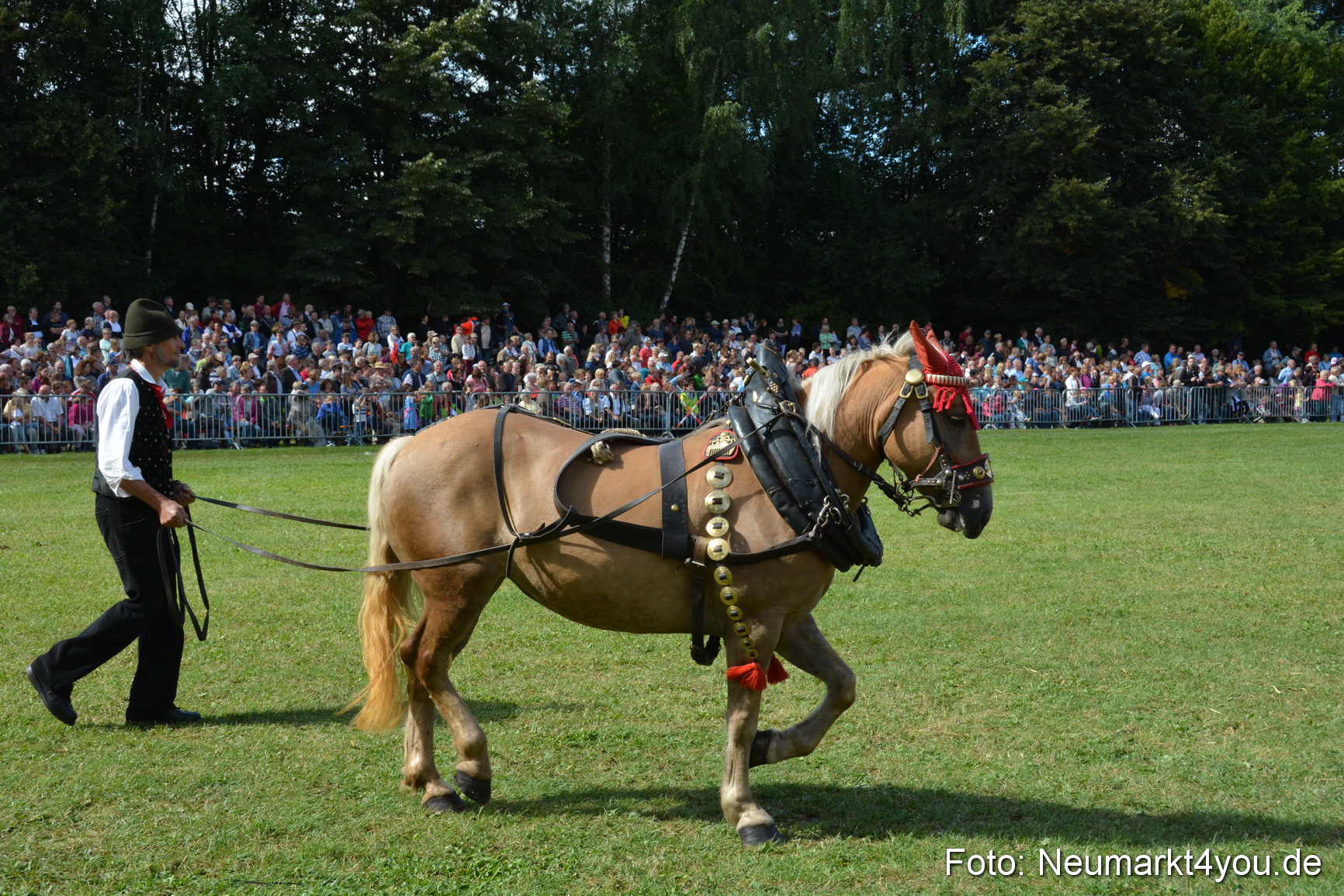 Pferde und Fohlenschau 2016 0347