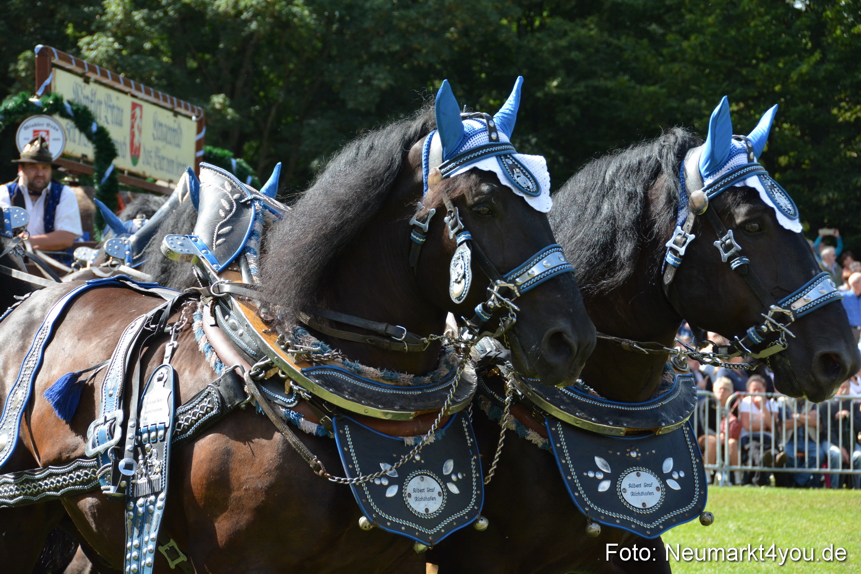 Pferde und Fohlenschau 2016 0358