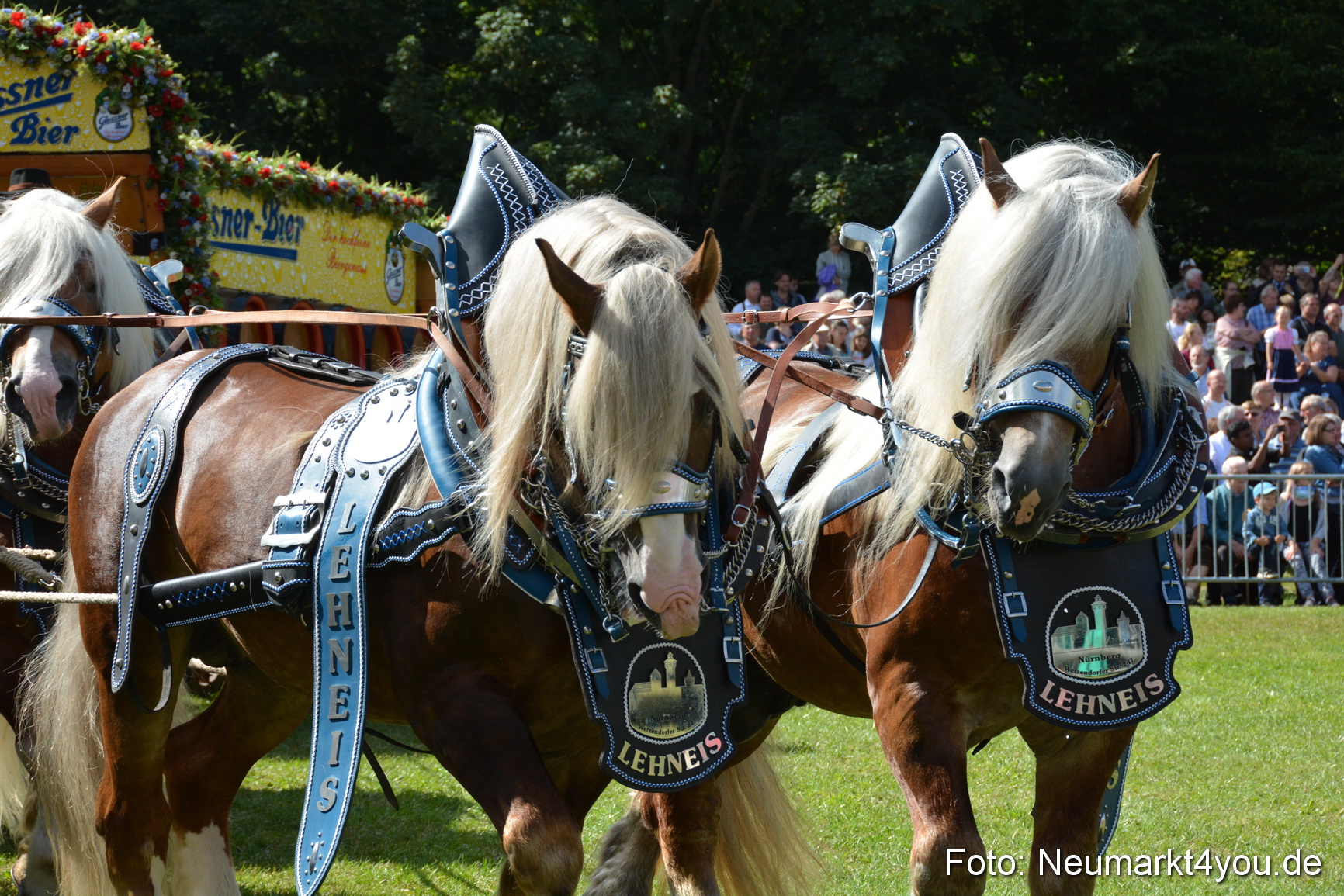 Pferde und Fohlenschau 2016 0366