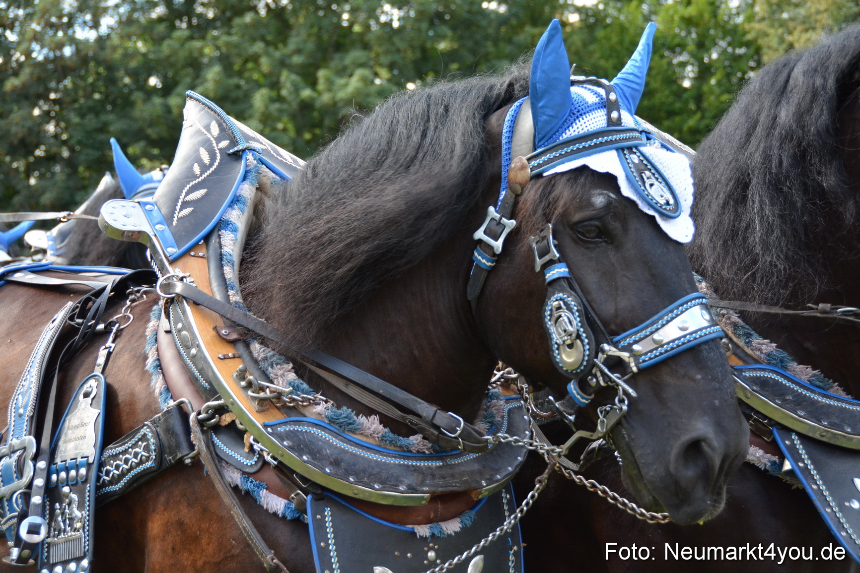 Pferde und Fohlenschau 2016 0372