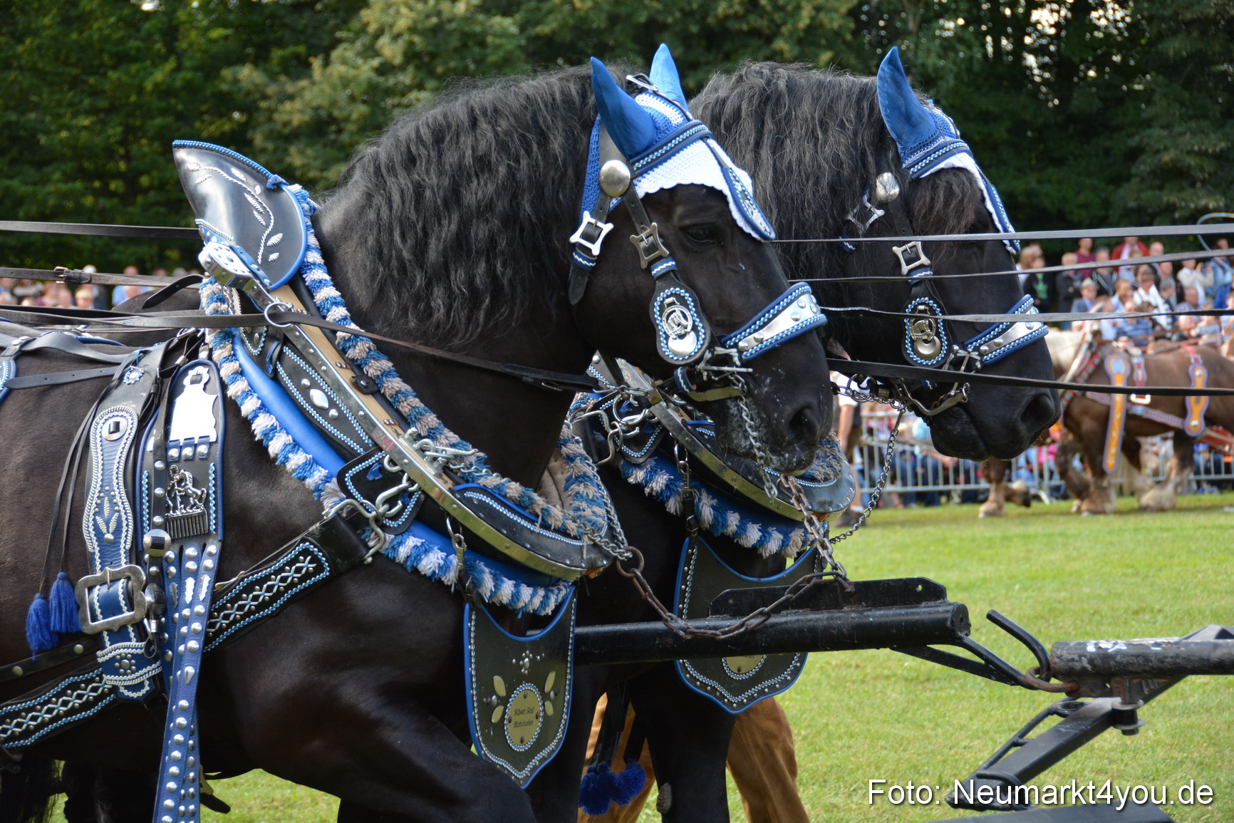 Pferde und Fohlenschau 2016 0373