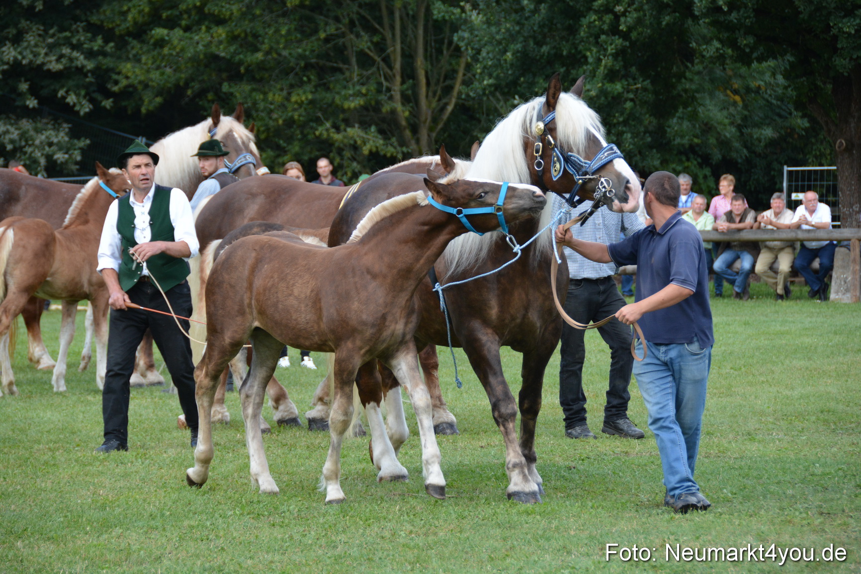 Pferde und Fohlenschau 2016 0376