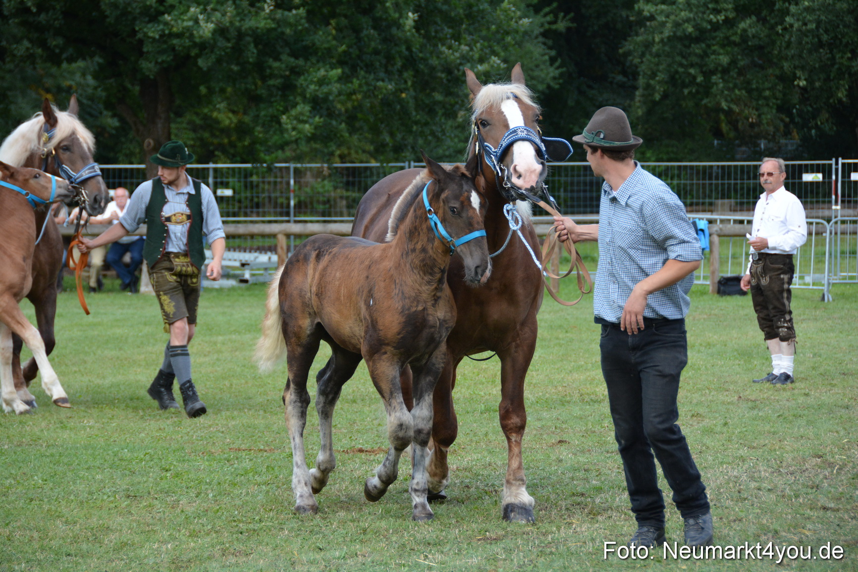 Pferde und Fohlenschau 2016 0377