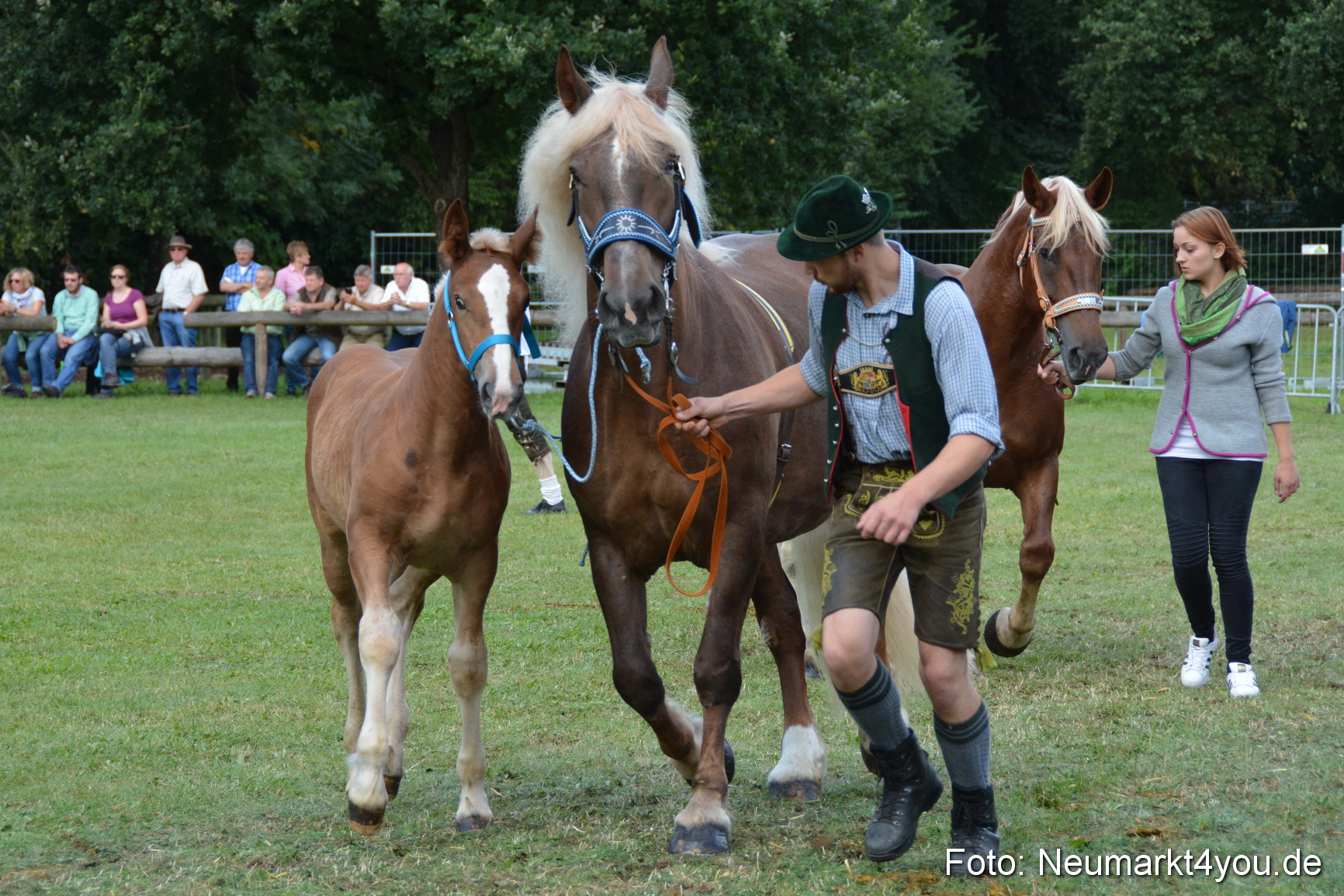Pferde und Fohlenschau 2016 0378