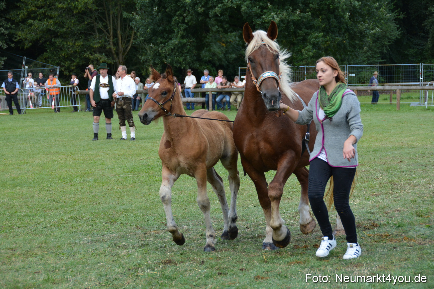 Pferde und Fohlenschau 2016 0379